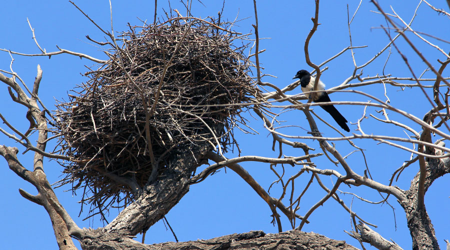 magpie bird's nest