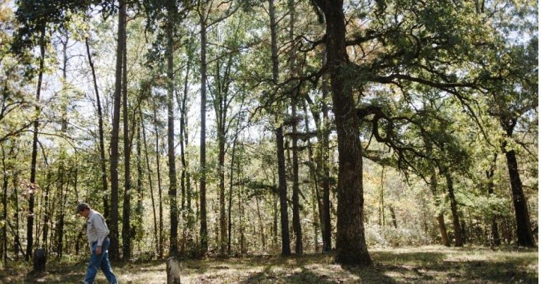 Protecting forests through better forest management