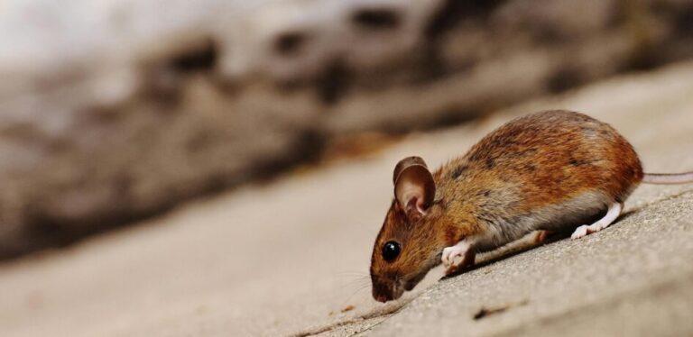 Managing an extended rodent season