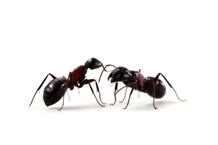 How to Protect Against a Surge of Springtime Pests