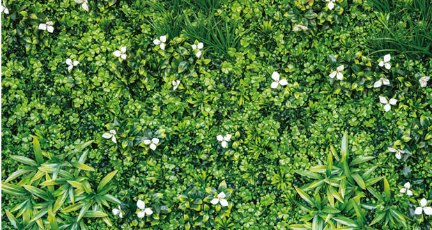 Growing greener