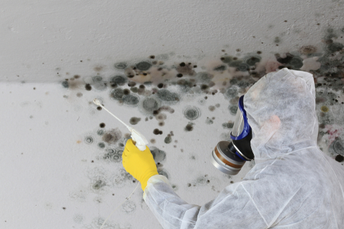 Wet Summer, Moldy Fall? 5 Mold Prevention Tips for Businesses