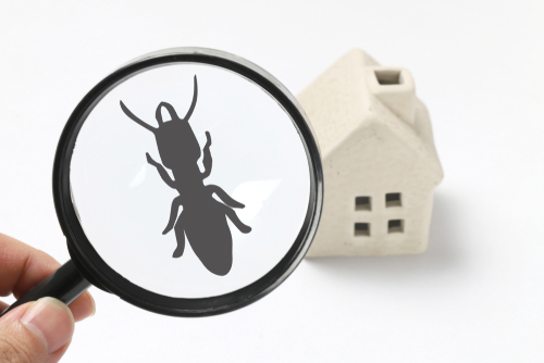 How to Protect Commercial Facilities from Costly Termite Damage