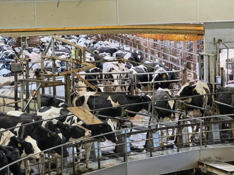 Danone and Starbucks shine in rankings of methane-reduction progress