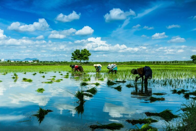 Amazon opens carbon credit offtakes to Climate Pledge signatories and other partners
